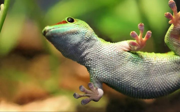 Ingenieros y estudiantes de la Universidad de Massachusetts estudiaron las almohadillas de las patas de los geckos.