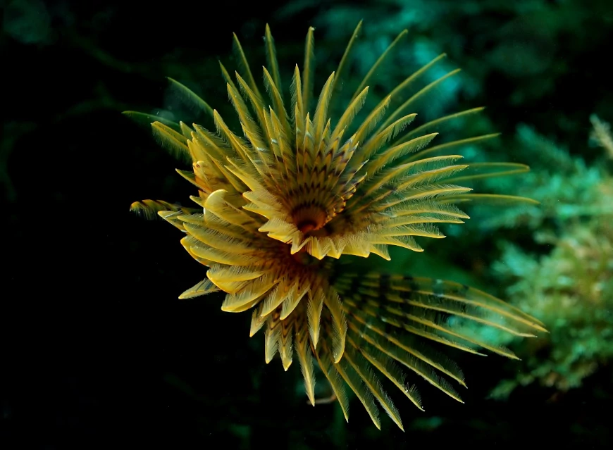 El gusano poliqueto de la especie Spirographis spallanzani ha evolucionado hasta adquirir un diseño corporal y fisiológico.