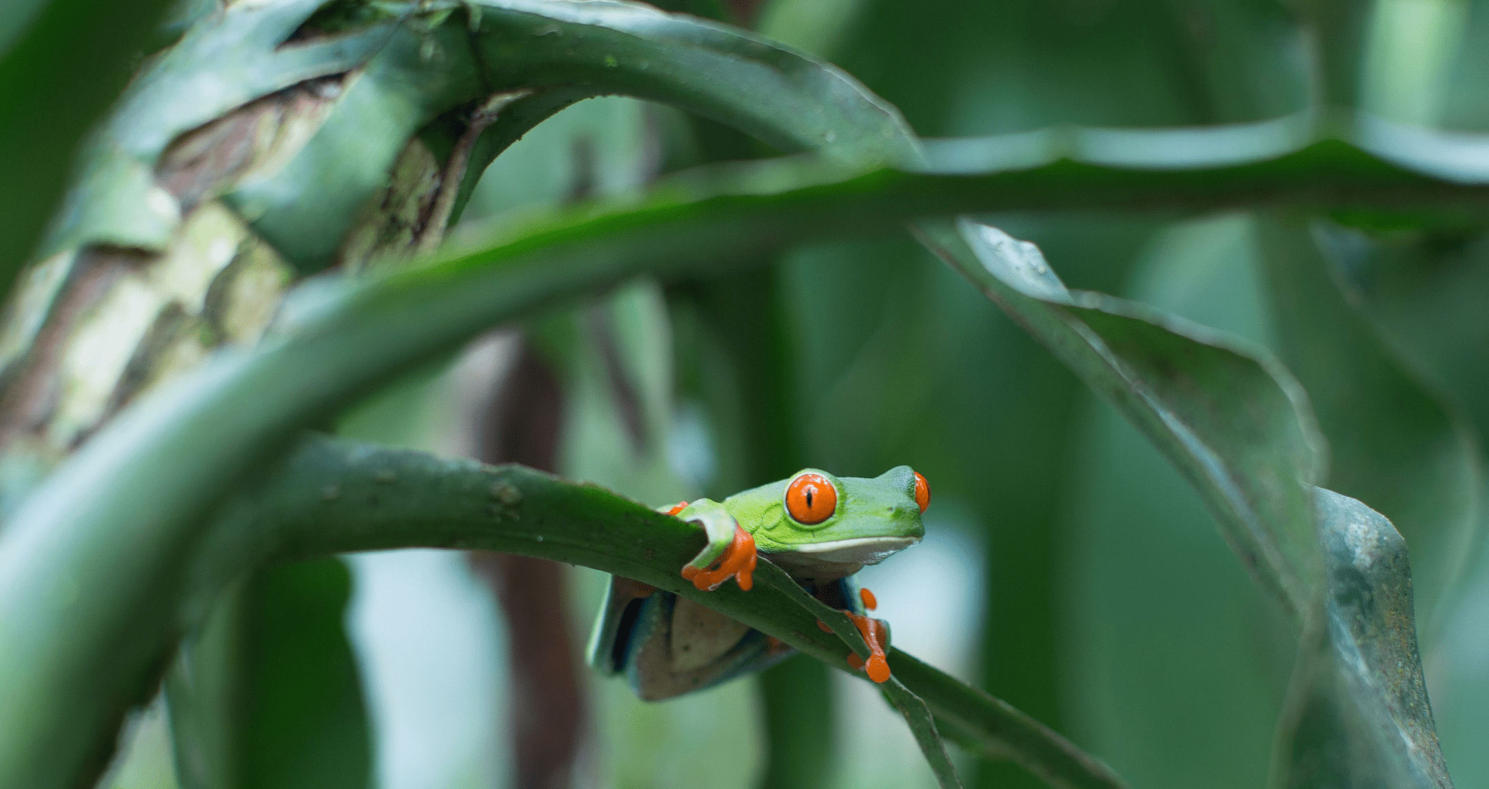 Rana macho japonesa (Dryophytes japonicus).
