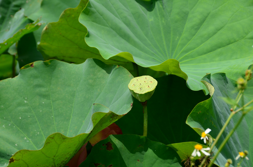 Los primeros paraguas chinos fueron inventados hace 1700 años por un hombre llamado Lu Ban.