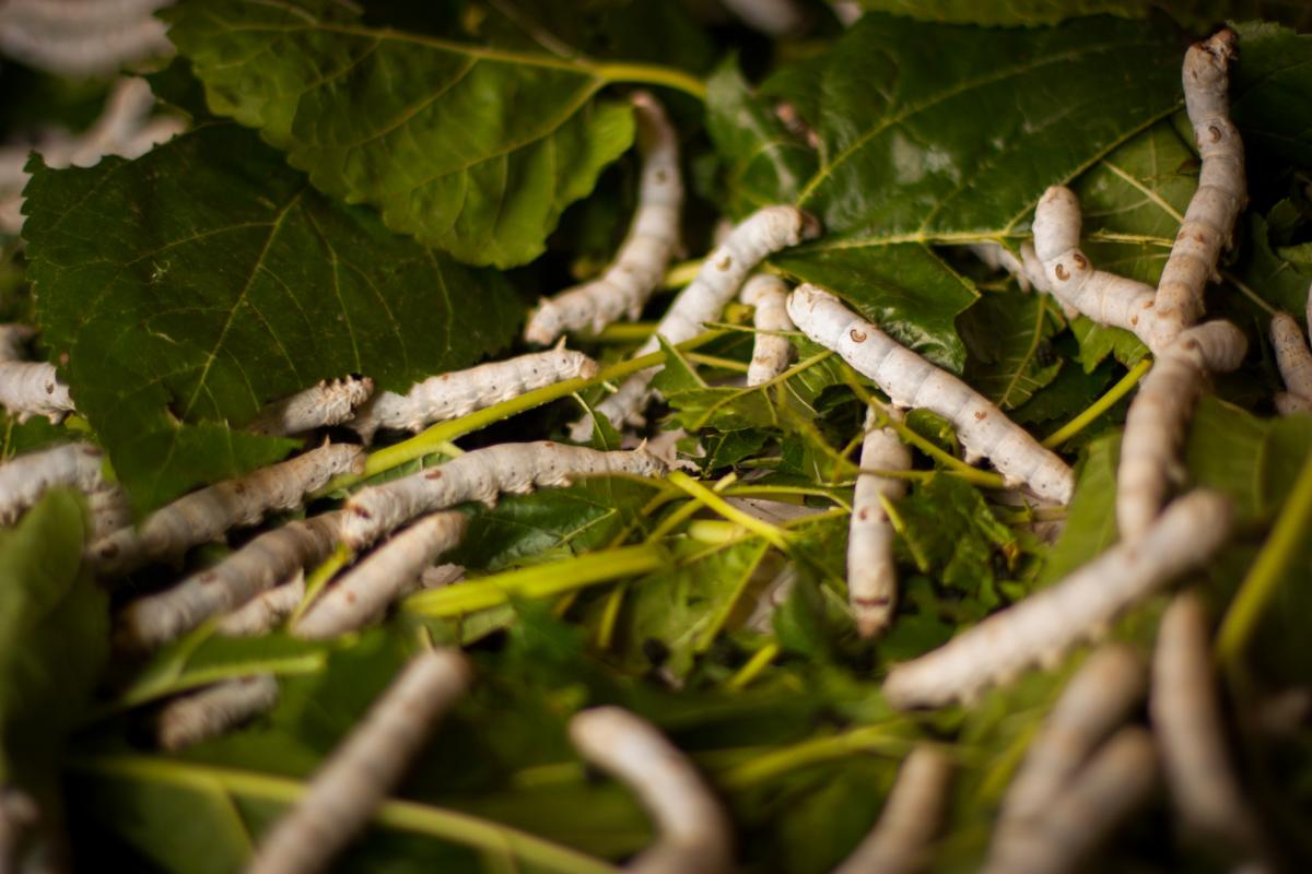 La seda es uno de los primeros ejemplos de biomímesis que se encuentran en la historia humana.