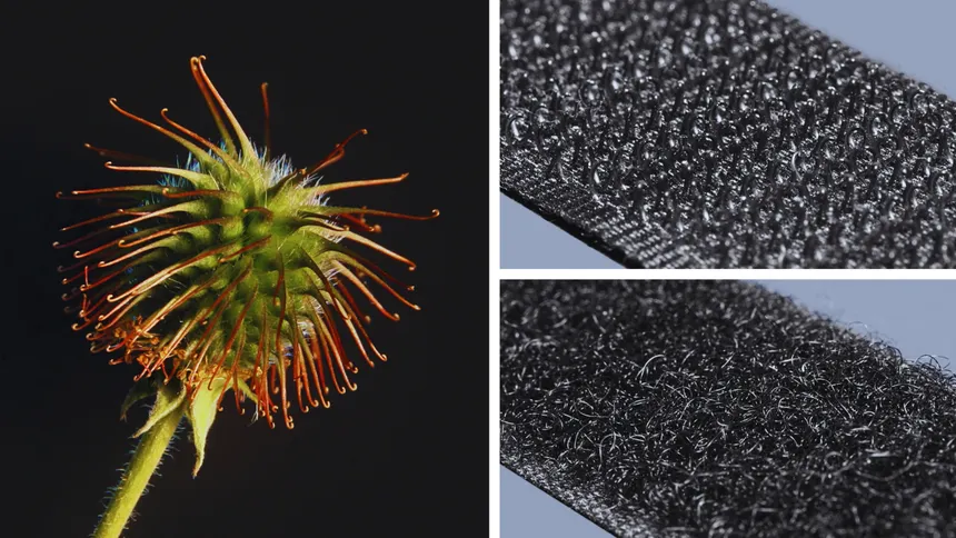 Invención del Velcro inspirada en los cadillos del cardo alpino.