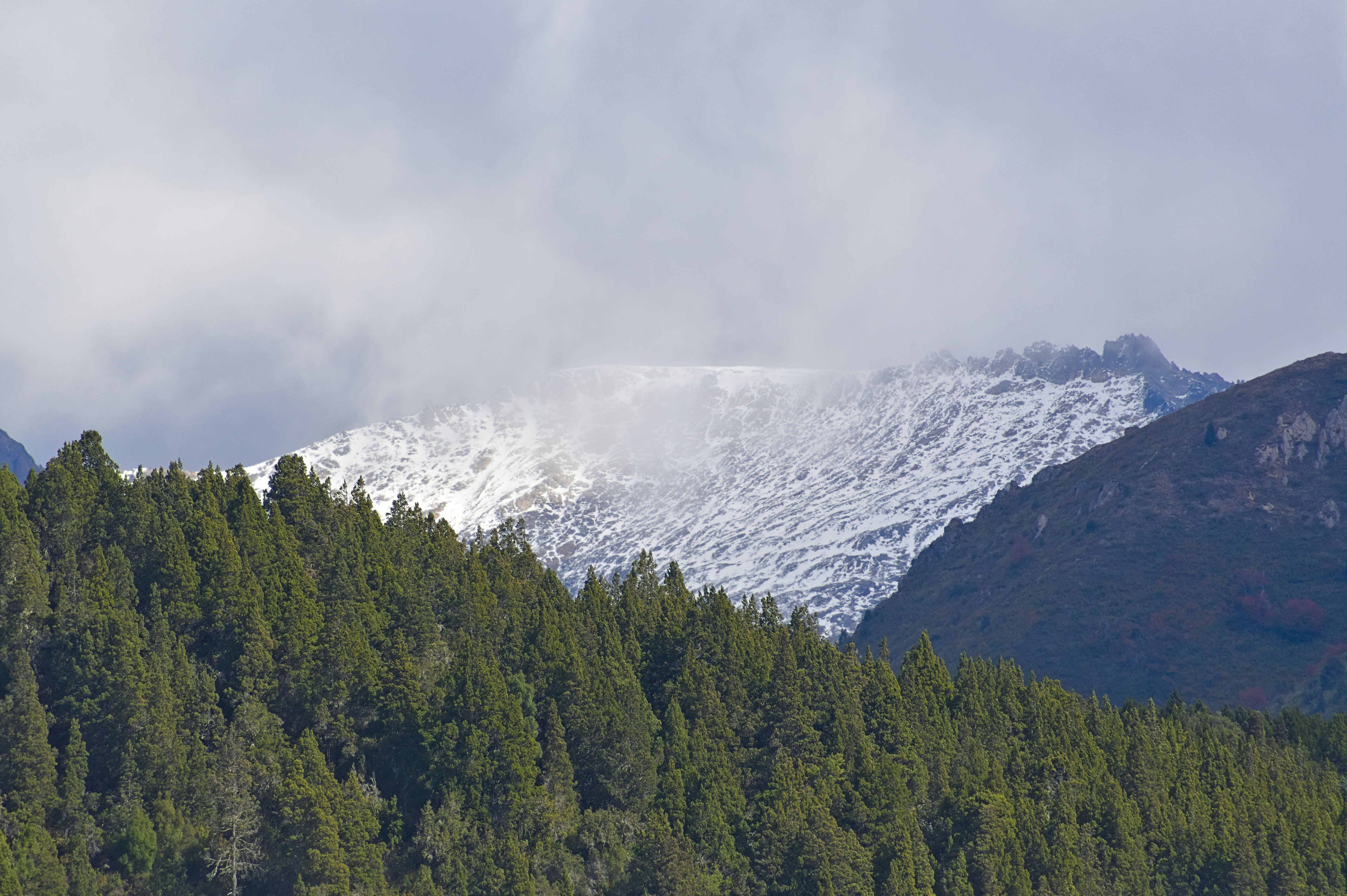 Snow-covered hills alongside a pine forest.